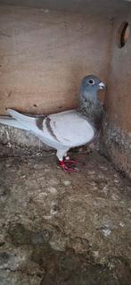 Duive.n en toebehoren, Dieren en Toebehoren