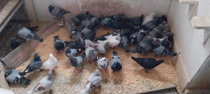 duiven, Dieren en Toebehoren, Vogels | Duiven, Postduif