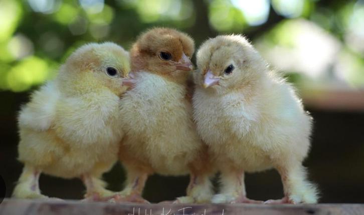 Brahma kuikens, Dieren en Toebehoren, Vogels | Overige Vogels, Tropenvogel, Geslacht onbekend, Tam