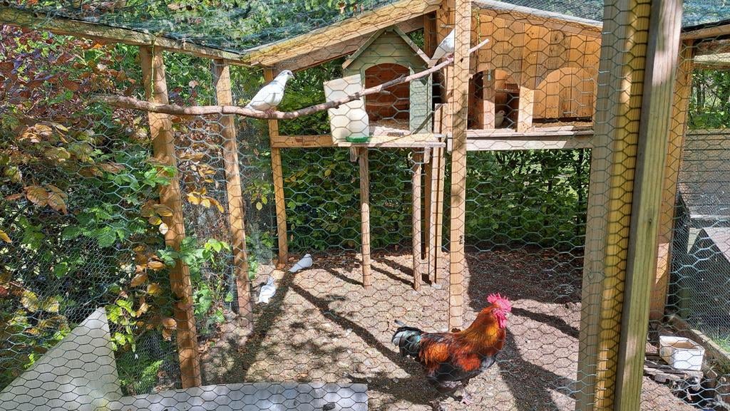 Mooie witte duiven, Dieren en Toebehoren