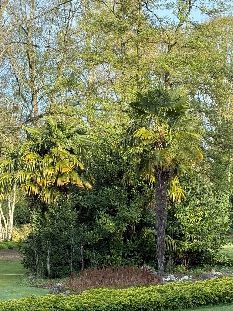 Palmbomen te koop, Ophalen