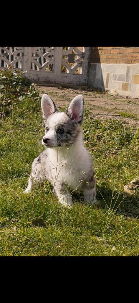 Welsh corgi cardigan pups, Animaux & Accessoires, Chiens | Bergers & Bouviers, Plusieurs animaux, Berger, Particulier, Plusieurs