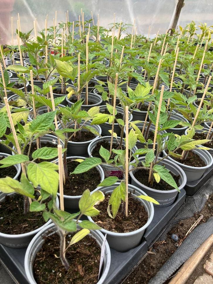 Tomaten en paprikaplanten, Tuin en Terras, Planten | Tuinplanten, Eenjarig, Groenteplanten, Volle zon, Ophalen