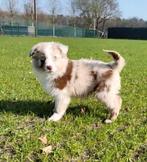 Chiots de berger australien/Chiot aussi/Berger australien, Animaux & Accessoires, Plusieurs, Hépatite contagieuse (maladie de Rubarth)