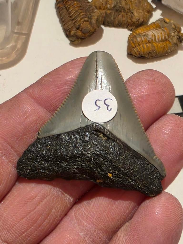 Mooie Carcharodon megalodon uit South Carolina 4,5 cm., Verzamelen, Mineralen en Fossielen, Fossiel, Ophalen of Verzenden