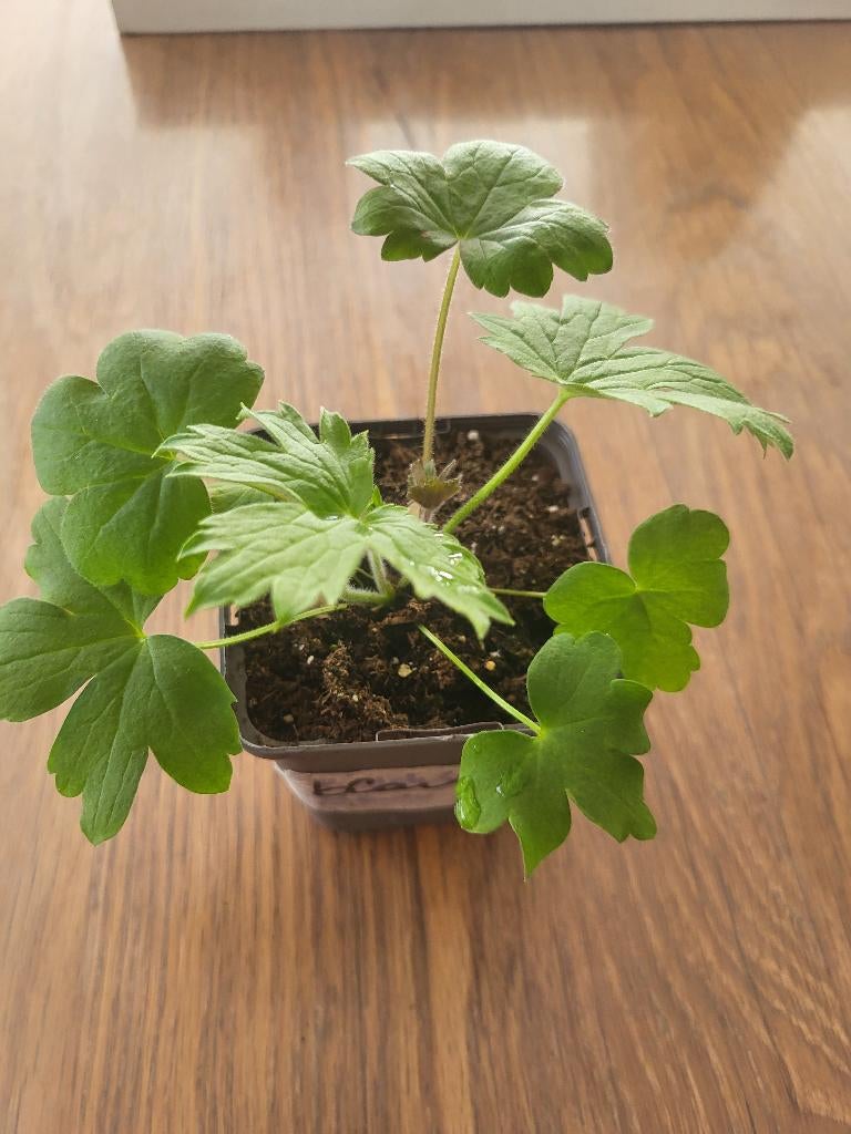 Ridderspoor blue, Jardin & Terrasse, Plantes | Jardin, Autres espèces, Été, Enlèvement, Plante fixe