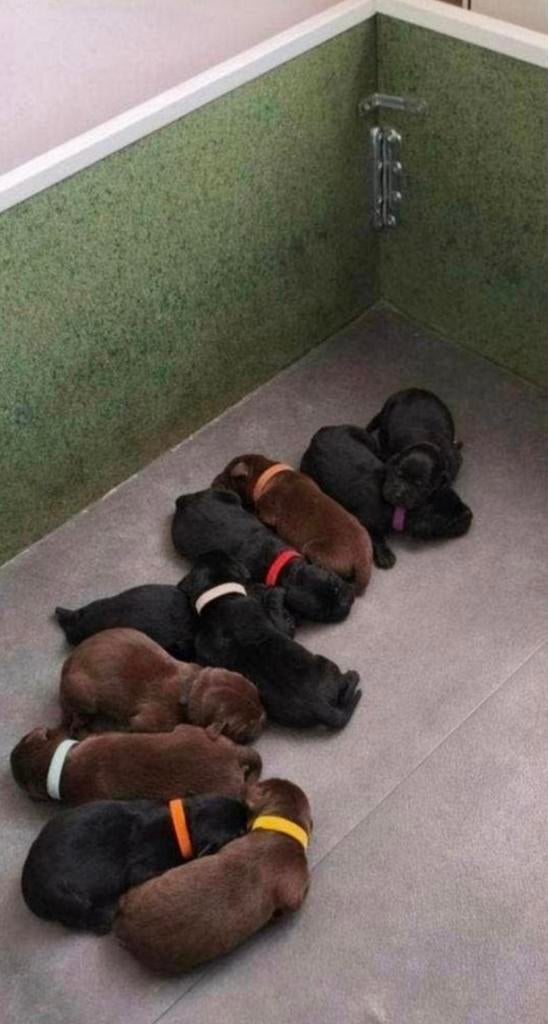 Na nestje labrador pups mag weg deze werpkist., Ophalen