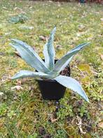 Agave Americana, 4 beschikbaar, Ophalen