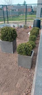 Plantenbakken met Japanse buxus, Ophalen