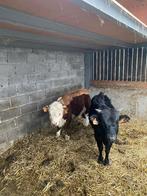 Koe, Mâle, 0 à 2 ans