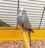 Parkiet met een nieuwe kooi, Dieren en Toebehoren, Vogels | Parkieten en Papegaaien, Mannelijk, Parkiet