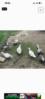 Trio barberie eendjes