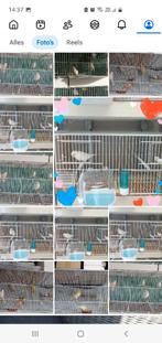 23 Kweekkooien met 4 deuren plus ophangsysteem, Ophalen, Gebruikt