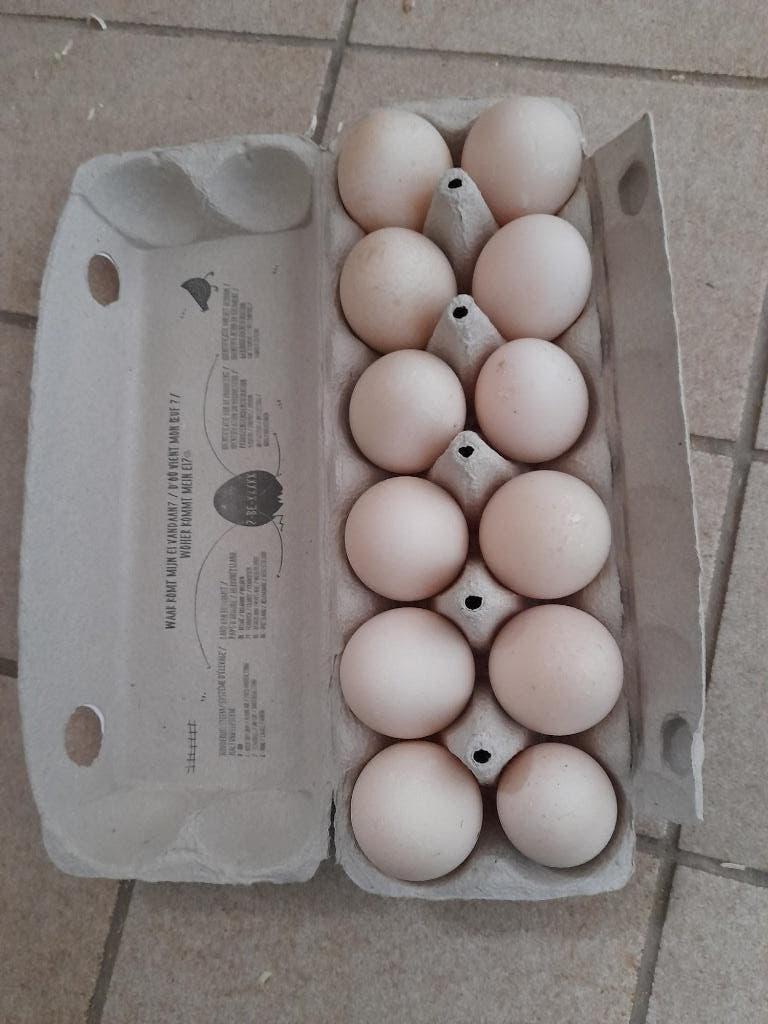 Verse eendeneieren te koop, Ophalen