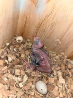 Cherche oisillon à nourrir, Enlèvement ou Envoi