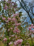 bosgrond  te koop, Immo, Overige soorten, Provincie Limburg