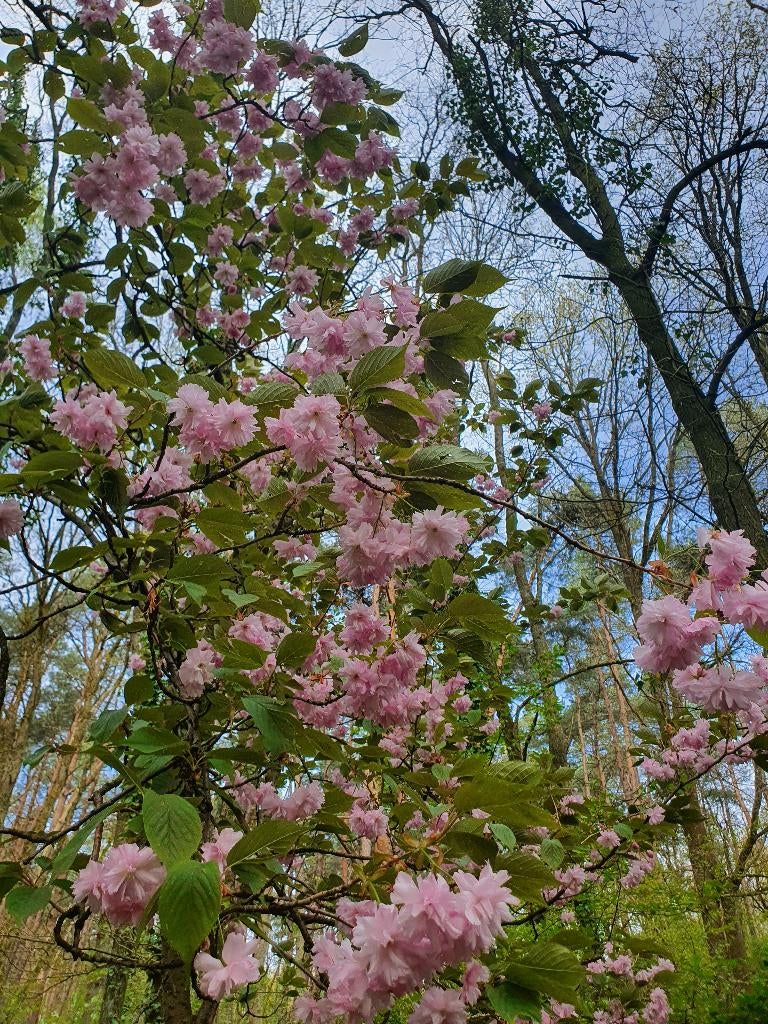 bosgrond  te koop, Immo, Buitenverblijven te koop, Provincie Limburg, Overige soorten