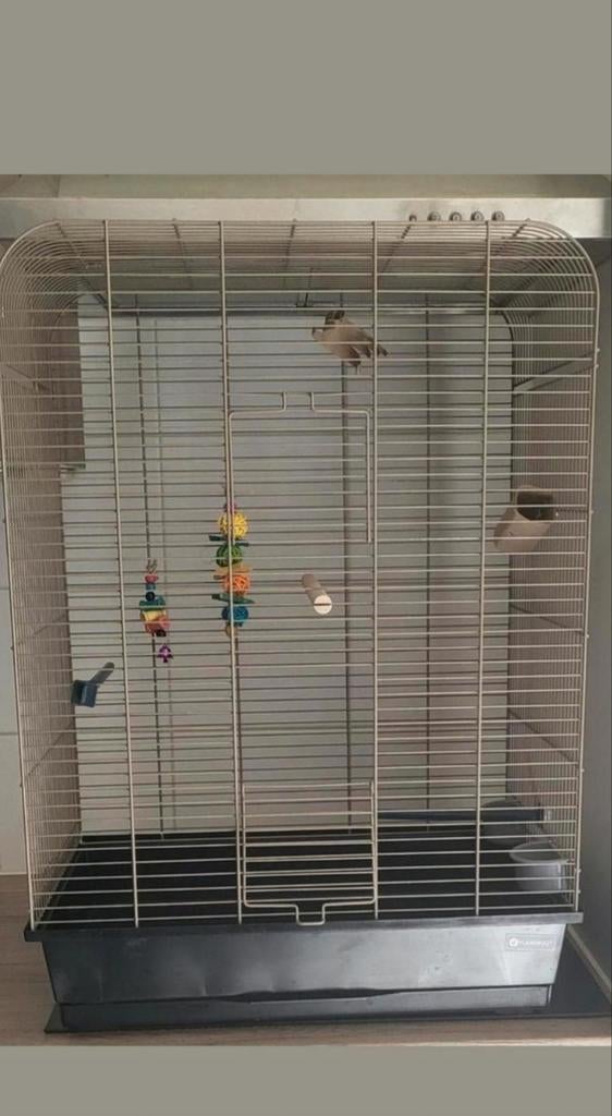 Vogel kooi, Enlèvement