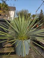 Yucca Rostrata - Palmlelie, Enlèvement