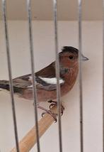 Vink botvink dominant pastel man 2025, Dieren en Toebehoren, Vogels | Overige Vogels, Mannelijk, Wildzangvogel, Geringd