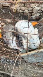 4Dwergkonijn te koop