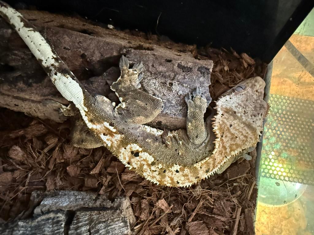 Wimpergekko 1 jaar vrouwtje, Animaux & Accessoires, Reptiles & Amphibiens