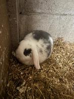 Nederlands hangoor konijn, Mâle, Nain, Oreilles tombantes, 0 à 2 ans