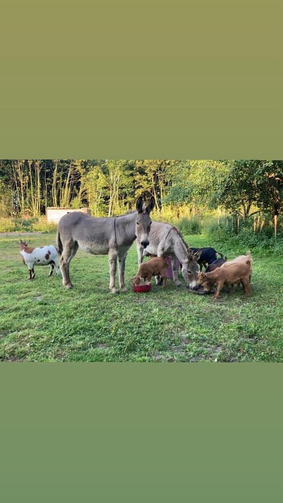 2 ezels te koop van 2022, Animaux & Accessoires, Chevaux, Plusieurs animaux, Ne s'applique pas, Moins de 160 cm, 3 à 6 ans, Avec puce électronique