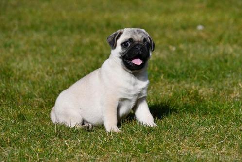 Mopshond pup te koop (reutje), Dieren en Toebehoren, Honden | Bulldogs, Pinschers en Molossers, Reu, Overige rassen, Fokker | Professioneel