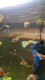 Guppy's te koop, Dieren en Toebehoren, Vissen | Aquariumvissen, Zoetwatervis, Schoolvis