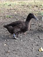Eend, Dieren en Toebehoren, Pluimvee, Vrouwelijk, Eend