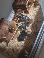Jonge goudhamsters, Animaux & Accessoires, Rongeurs, Hamster, Décembre, Domestique, Plusieurs animaux