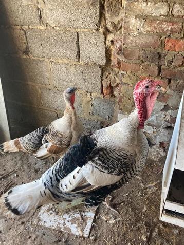 Kalkoen haan met kalkoen hen beschikbaar voor biedingen