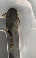 Mooie pleco, Dieren en Toebehoren, Vissen | Aquariumvissen
