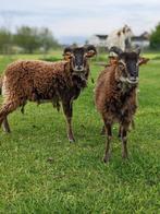 Soay ooi en hamel, Dieren en Toebehoren, Schapen, Geiten en Varkens