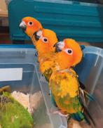 Super tam 3 zonparkieten baby's 2 en half maanden oud, Dieren en Toebehoren, Meerdere dieren, Parkiet, Tam