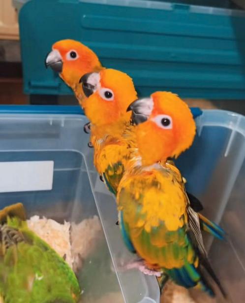 Super tam 3 zonparkieten baby's 2 en half maanden oud, Dieren en Toebehoren, Vogels | Parkieten en Papegaaien, Parkiet, Meerdere dieren