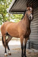 2 jarige New Forest merrie, Dieren en Toebehoren, Merrie, Gechipt, Dressuurpony, 0 tot 2 jaar