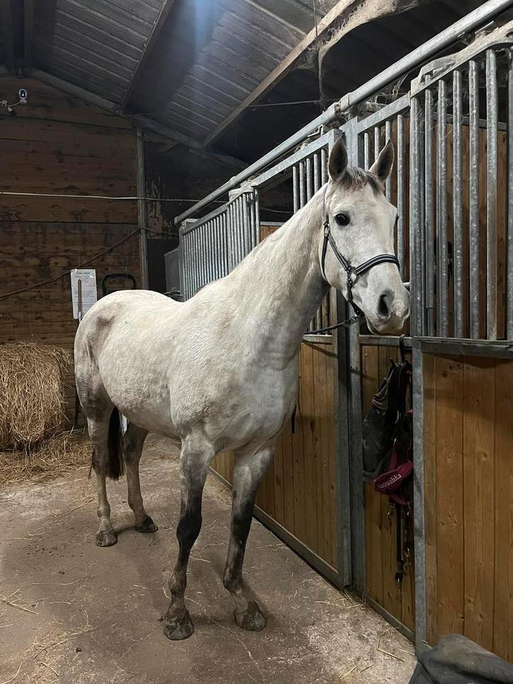 8 jarige spring merrie, Dieren en Toebehoren, Paarden, Merrie, Zadelmak, 160 tot 165 cm, 7 tot 10 jaar, Springpaard, Met stamboom