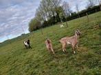 Jonge geiten te koop, Dieren en Toebehoren, Schapen, Geiten en Varkens