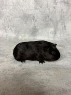 Cavia vrouwtje solid goudagouti, Dieren en Toebehoren, Knaagdieren, Cavia, Vrouwelijk, November, Tam