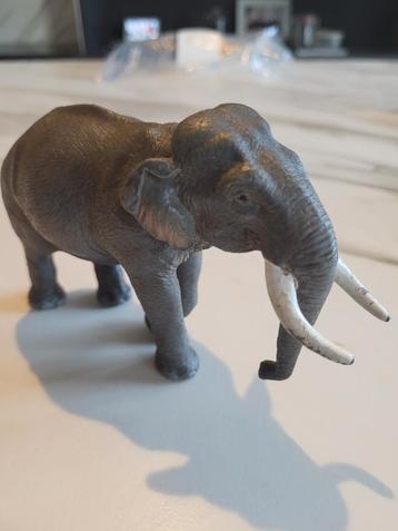 Olifant  beschikbaar voor biedingen