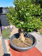 Bonsai liguster, Tuin en Terras, Ophalen