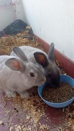 2 grijze konijntjes, Dieren en Toebehoren, Konijnen, Mannelijk, Middelgroot, 0 tot 2 jaar