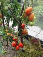 5 graines de tomate Roma Rio Grande cultivées biologiquement, Graine, Printemps, Envoi