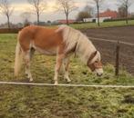 Haflinger merrie, Zadelmak, 3 tot 6 jaar, Recreatiepony, Gechipt
