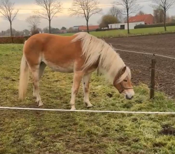 Haflinger merrie, Dieren en Toebehoren, Pony's, Merrie, Zadelmak, E pony (1.48m - 1.57m), Recreatiepony, 3 tot 6 jaar, Met stamboom