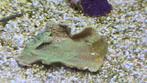 Koralen zeeaquarium, Ophalen, Nieuw, Overige typen