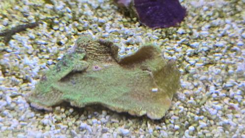 Koralen zeeaquarium, Dieren en Toebehoren, Vissen | Aquaria en Toebehoren, Nieuw, Overige typen, Ophalen