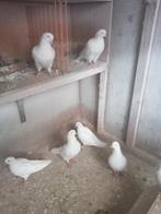 Keulse tuimelaars, Meerdere dieren, Tuimelaar of Roller